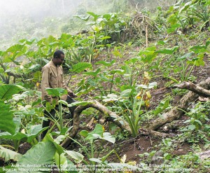 A Bakweri farmer working his cocoyam field on the slopes of Mt. Fako in the Southwest Province of Cameroon.